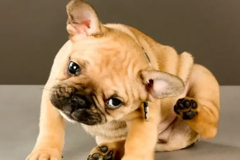 Imagem migrada do WordPress: pulga em caes e gatos como tratar.webp