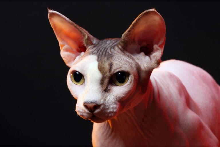 Imagem migrada do WordPress: racas de gato mais raras do mundo VetoPet veterinario 24h em Maringa.jpg