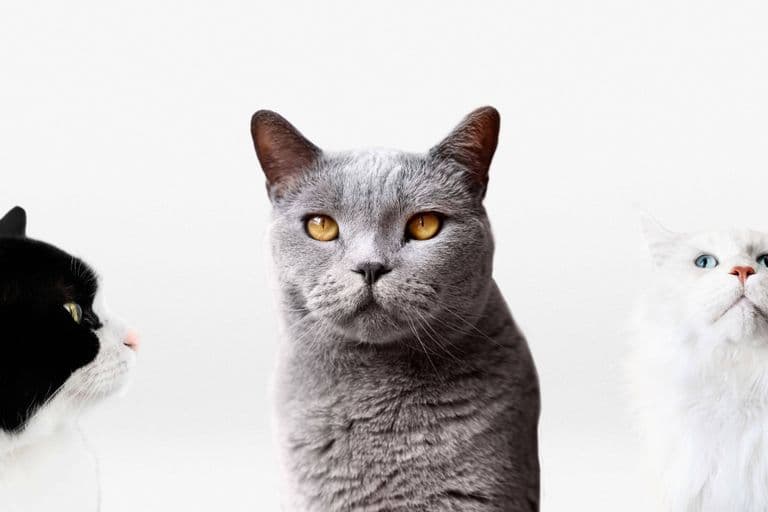 Imagem migrada do WordPress: racas de gatos VetoPet veterinario 24h em Maringa.jpg