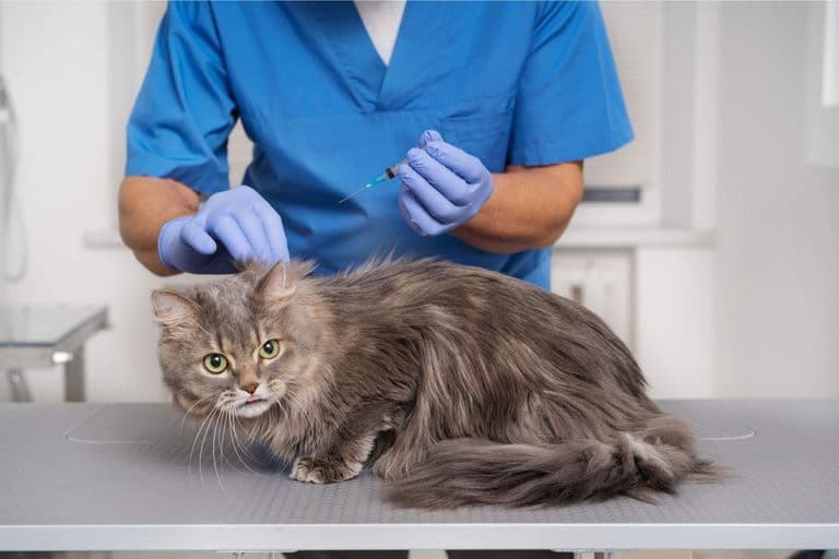 Imagem migrada do WordPress: vacina de gato VetoPet veterinario 24h em Maringa.jpg