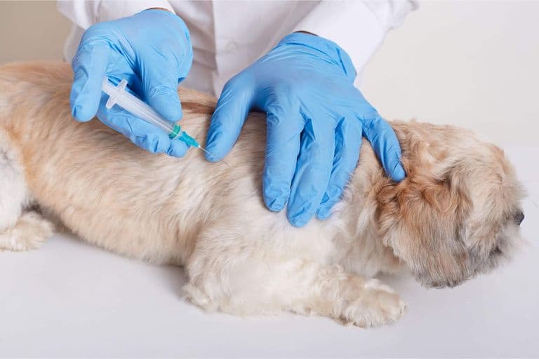 Imagem migrada do WordPress: vacina para cachorro VetoPet veterinario 24h em Maringa.jpg