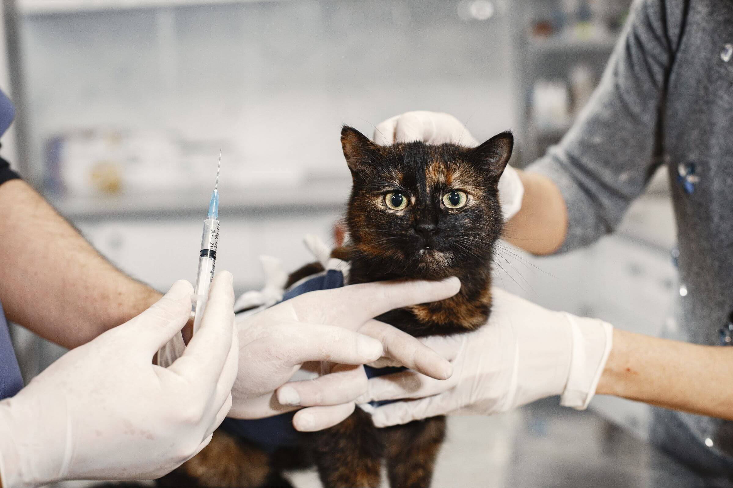 Imagem migrada do WordPress: vacina para gatos VetoPet veterinario 24h em Maringa.jpg