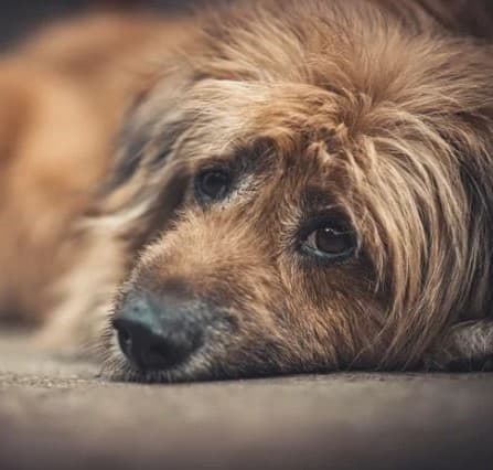 Imagem migrada do WordPress: Cachorro tremendo o que pode ser 2024.jpg