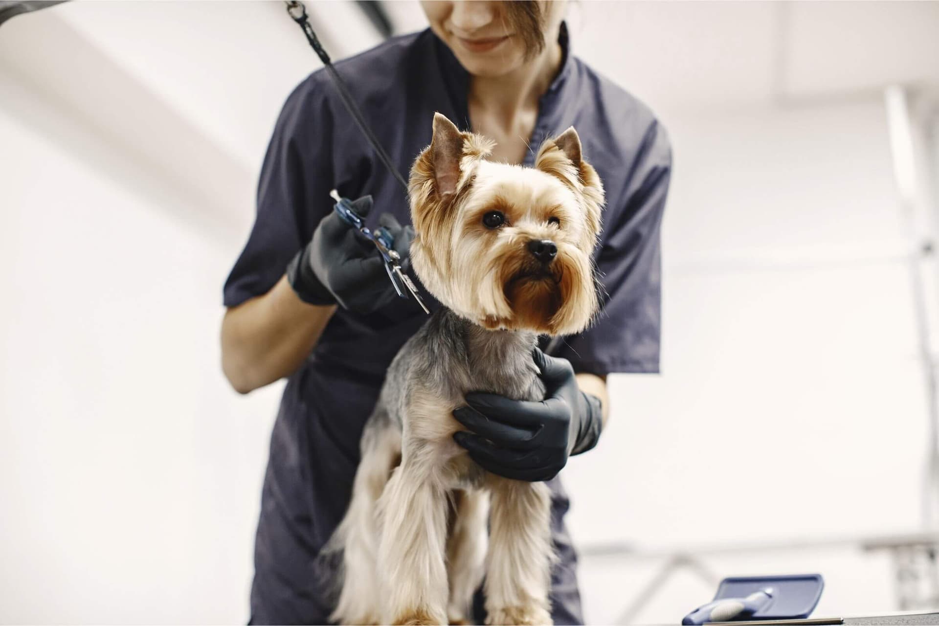 Imagem migrada do WordPress: banho e tosa para cachorro VetoPet veterinario 24h em Maringa.jpg