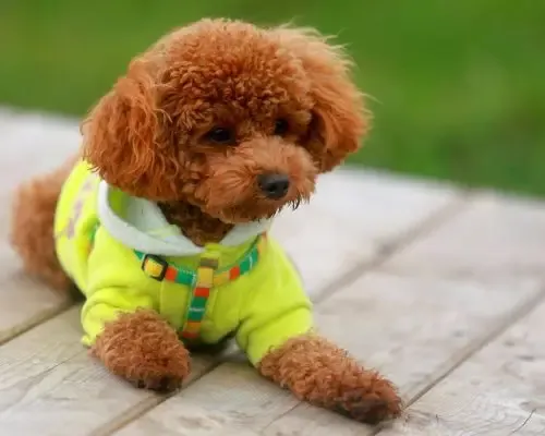 Cachorro sendo protegido do frio no inverno
