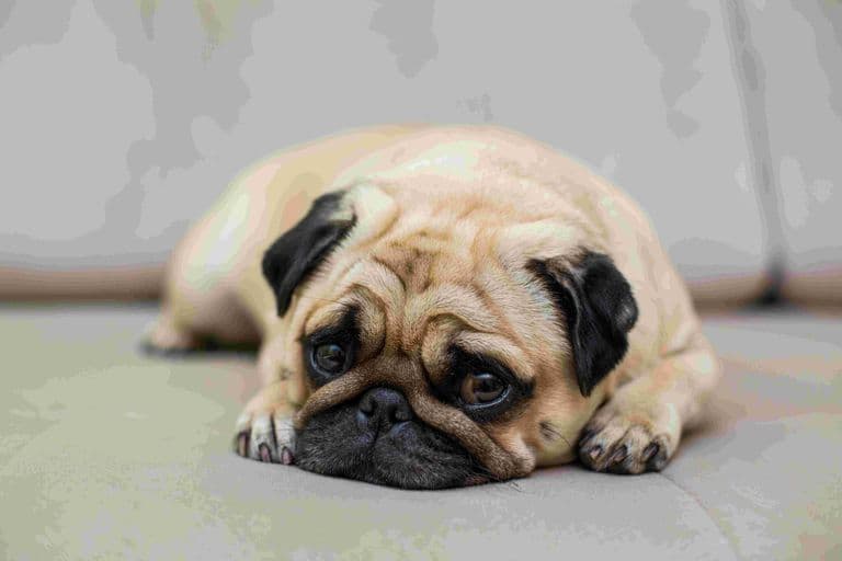 Imagem migrada do WordPress: cachorra com cancer de mama triste 1.jpg