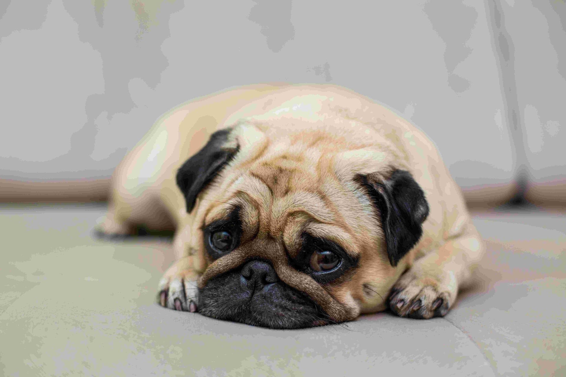 Imagem migrada do WordPress: cachorra com cancer de mama triste 1.jpg