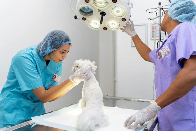 Imagem migrada do WordPress: cirurgia veterinaria VetoPet veterinario 24h em Maringa.jpg