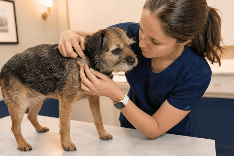 Veterinário examinando a pele de um cão em consulta de dermatologia na VetôPet