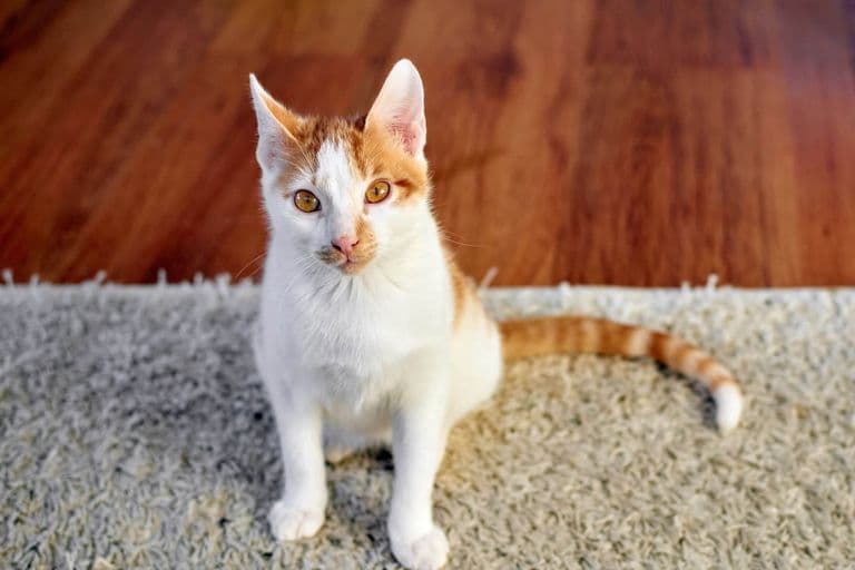 Imagem migrada do WordPress: gato 1.jpg