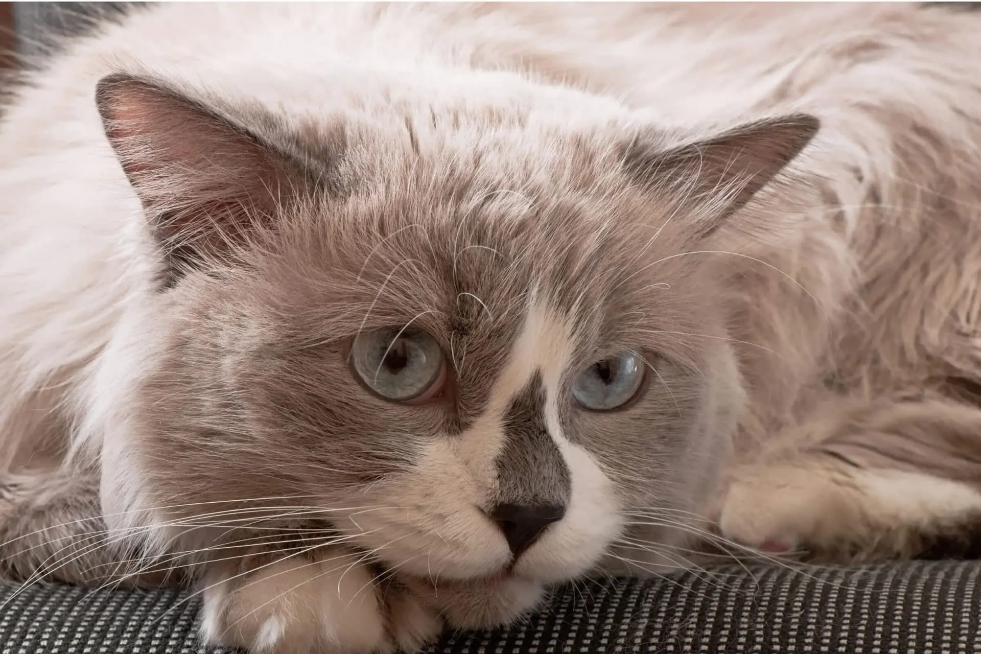 Imagem migrada do WordPress: gato 2.jpg