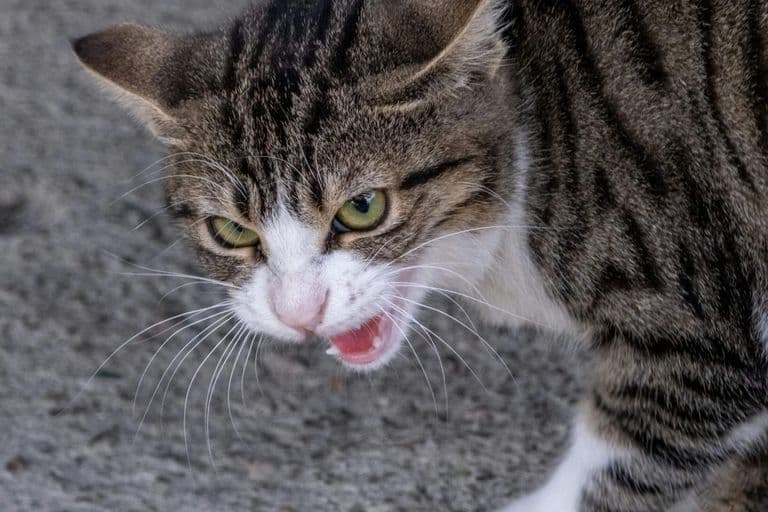 Imagem migrada do WordPress: gato agressivo.jpg