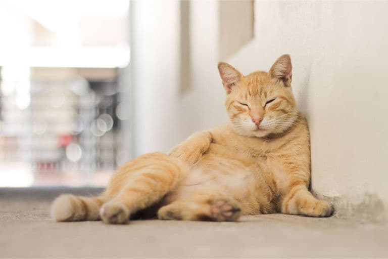 Imagem migrada do WordPress: gato barriga.jpg