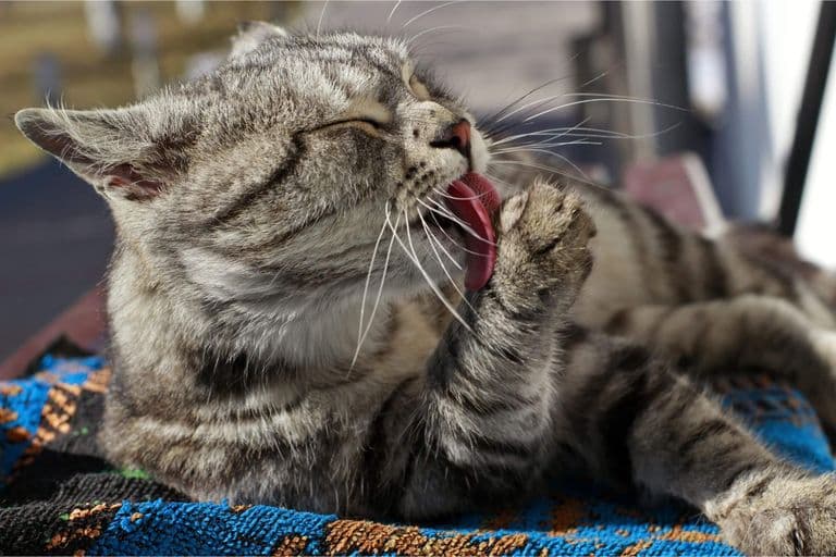 Imagem migrada do WordPress: gato lambe a pata.jpg