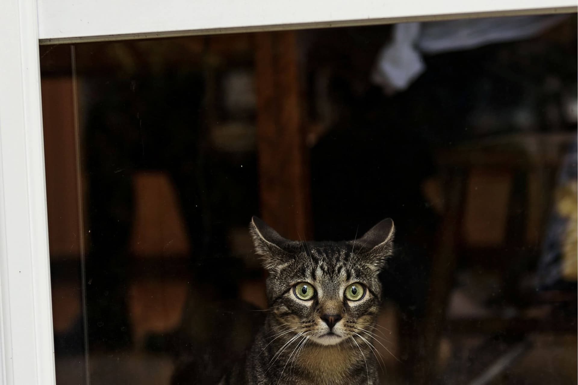 Imagem migrada do WordPress: gato tem medo chuva VetoPet veterinario 24h em Maringa.jpg