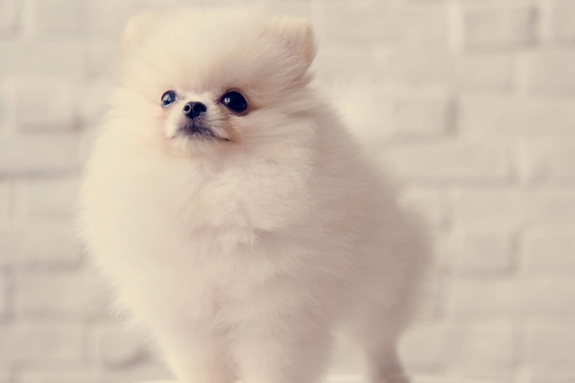 Imagem migrada do WordPress: lulu da pomerania VetoPet veterinario 24h em Maringa.jpg