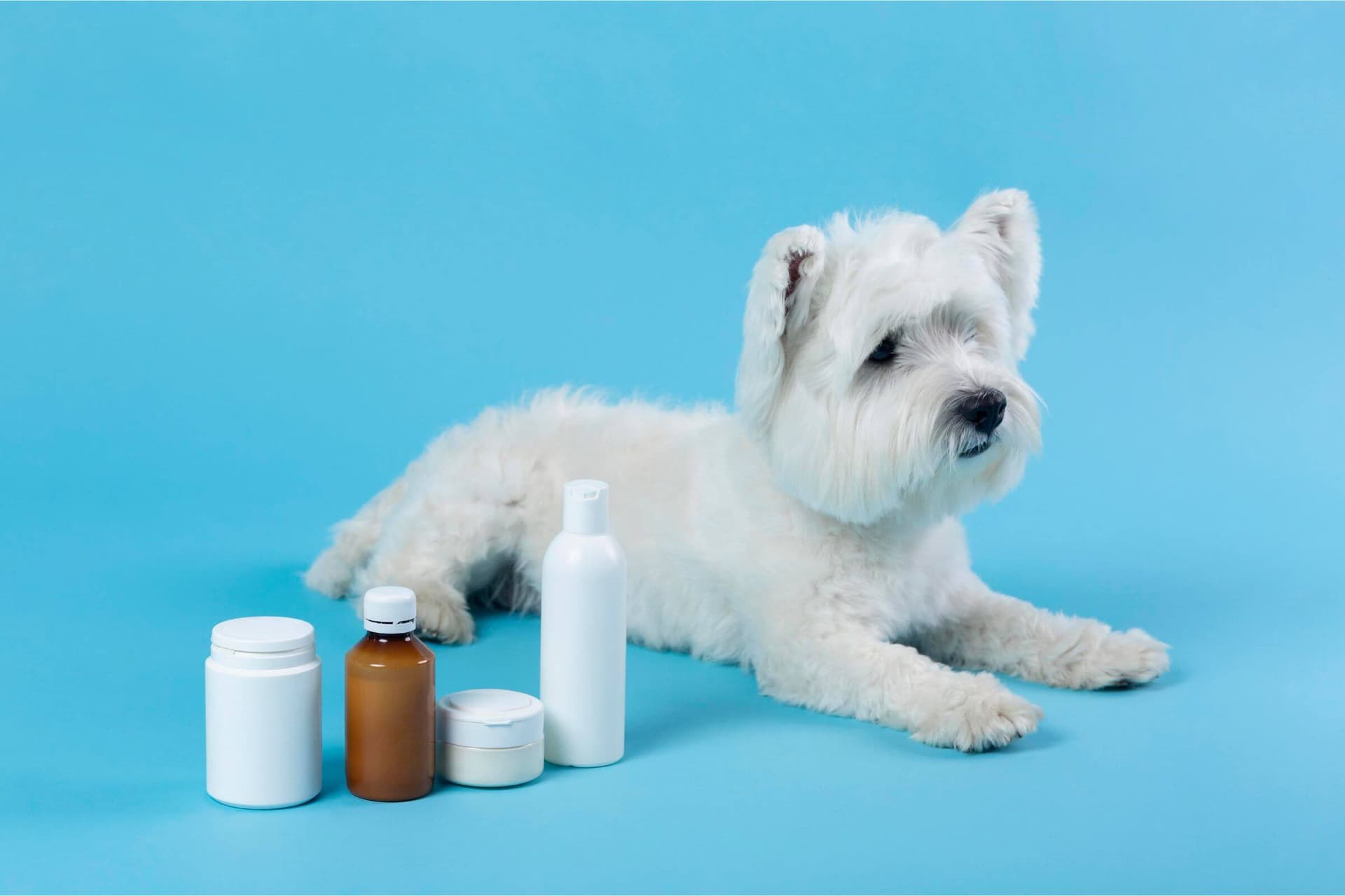 Imagem migrada do WordPress: medicamentos toxicos para os pets VetoPet veterinario 24h em Maringa.jpg