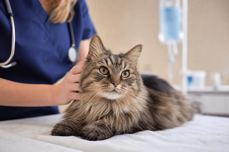 Gato em acompanhamento de nefrologia veterinária na VetôPet Maringá