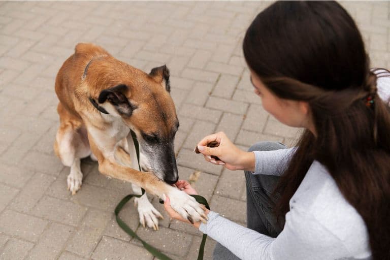 Imagem migrada do WordPress: pet perdendo peso sem dieta.jpg