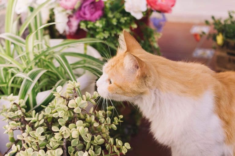 Imagem migrada do WordPress: plantas toxicas para gatos VetoPet veterinario 24h em Maringa.jpg