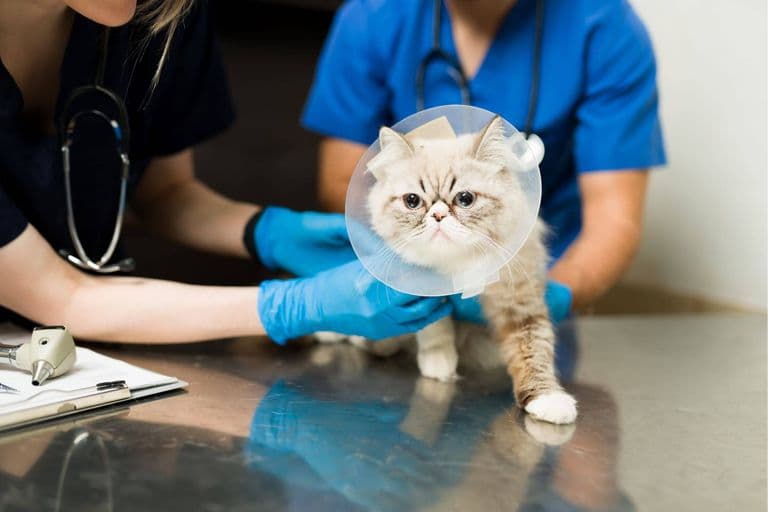 Imagem migrada do WordPress: pos operatorio VetoPet veterinario 24h em Maringa.jpg