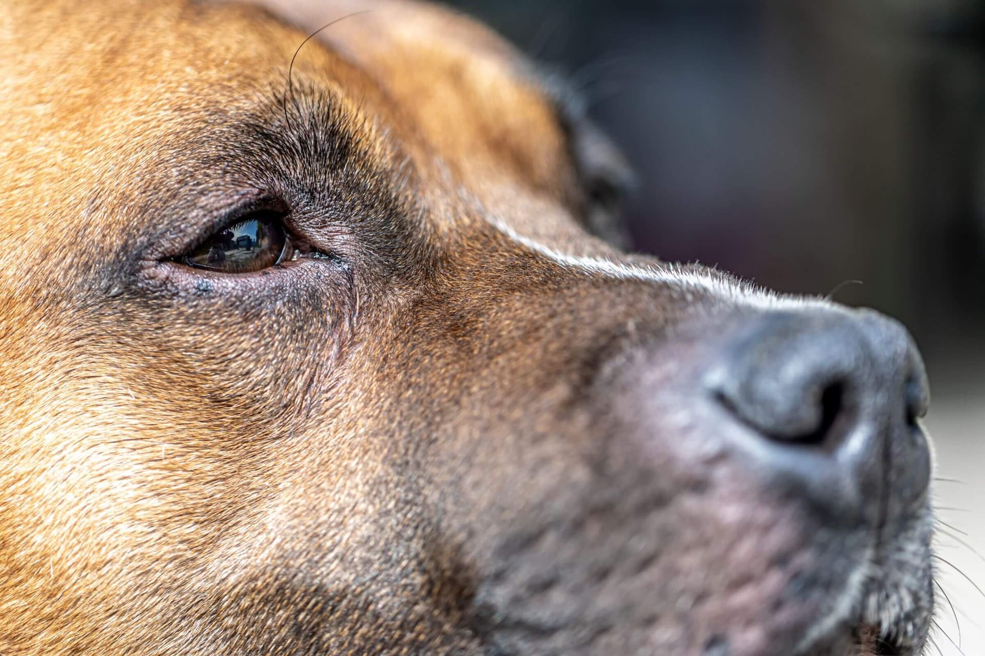 Imagem migrada do WordPress: remela VetoPet veterinario 24h em Maringa.jpg