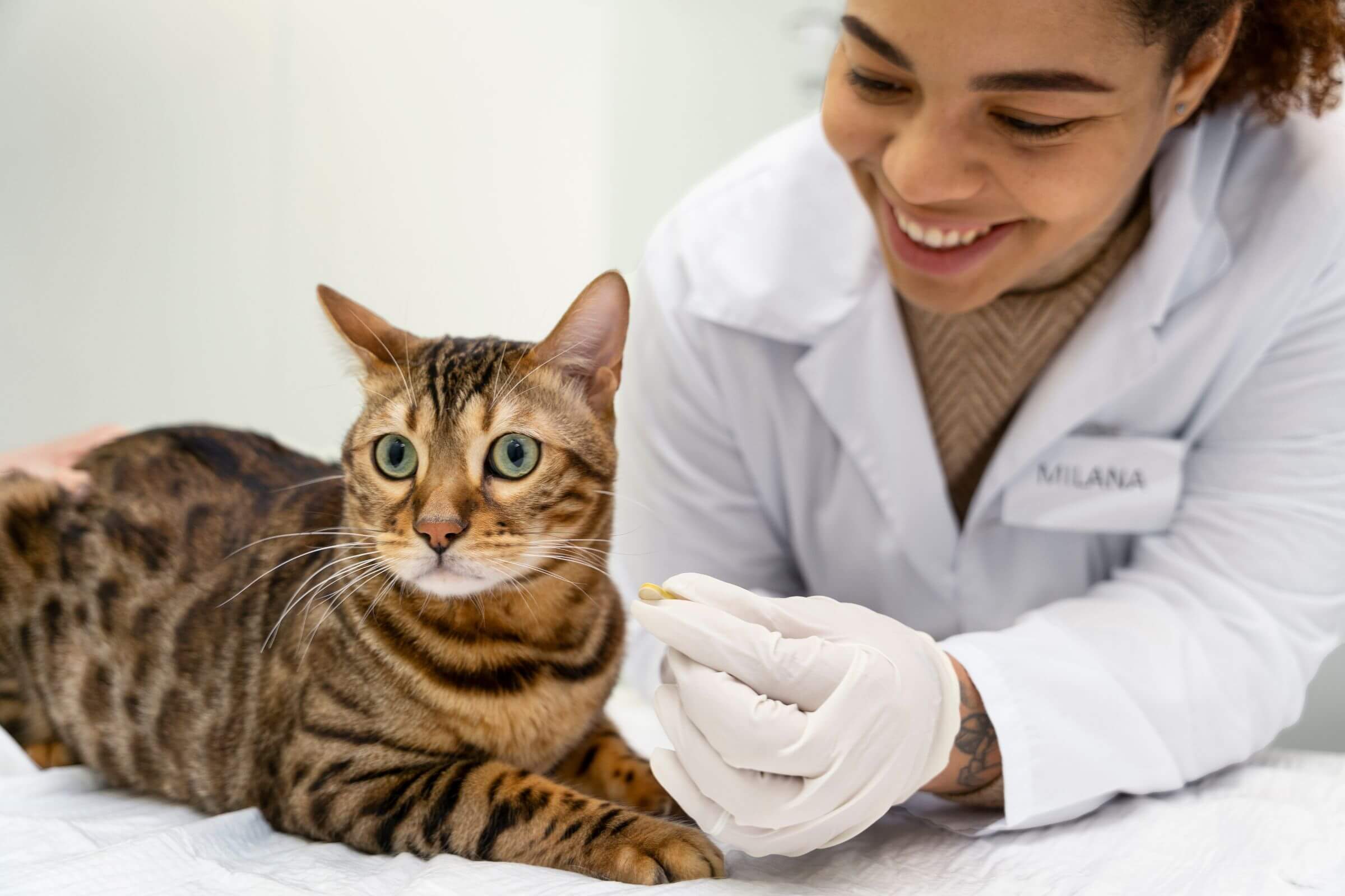 Imagem migrada do WordPress: sala exclusiva para gatos VetoPet veterinario 24h em Maringa.jpg