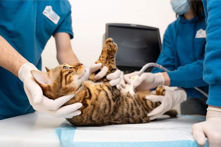 Imagem migrada do WordPress: ultrassom veterinario VetoPet veterinario 24h em Maringa.jpg