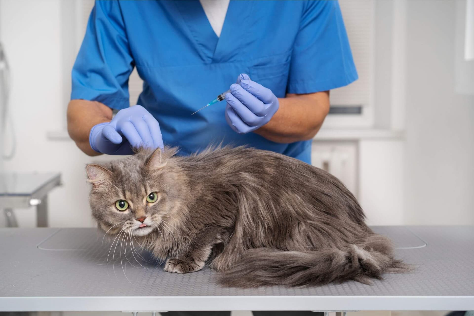 Imagem migrada do WordPress: vacina de gato VetoPet veterinario 24h em Maringa.jpg
