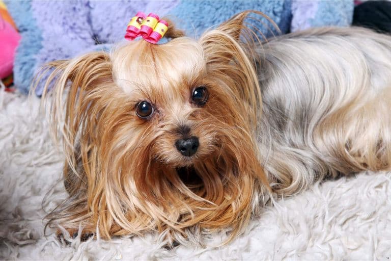 Imagem migrada do WordPress: yorkshire terrier VetoPet veterinario 24h em Maringa.jpg
