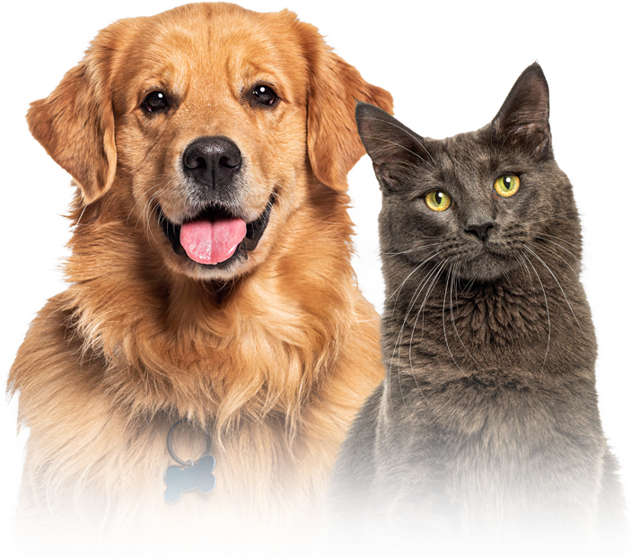 vetopet-clinica-veterinaria-24horas-em-maringa-emergenci