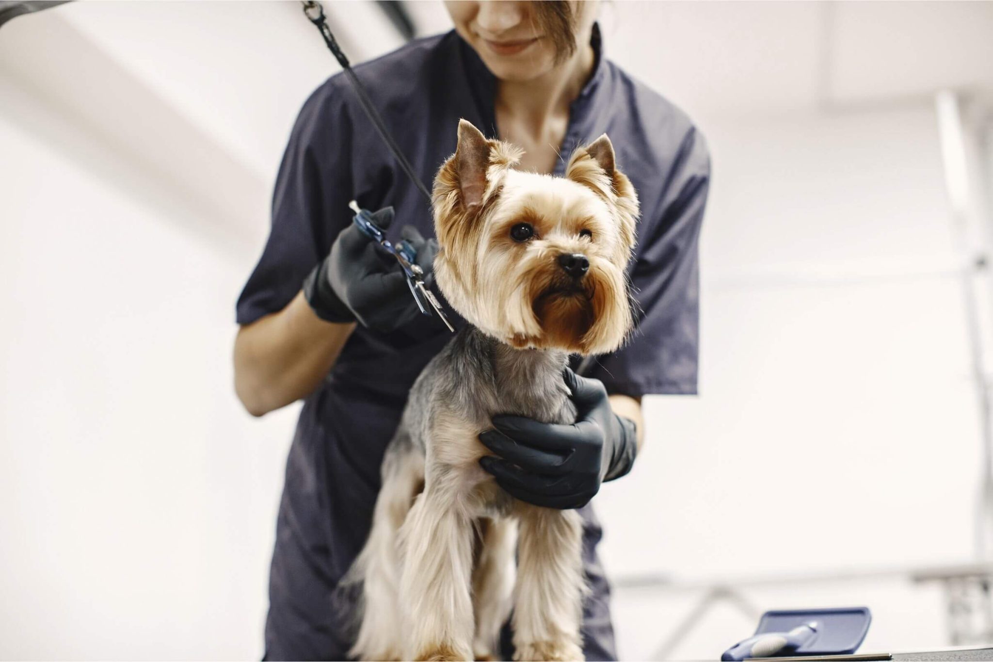 Banho e Tosa para Cachorro: 3 Cuidados Essenciais em Maringá - VetôPet