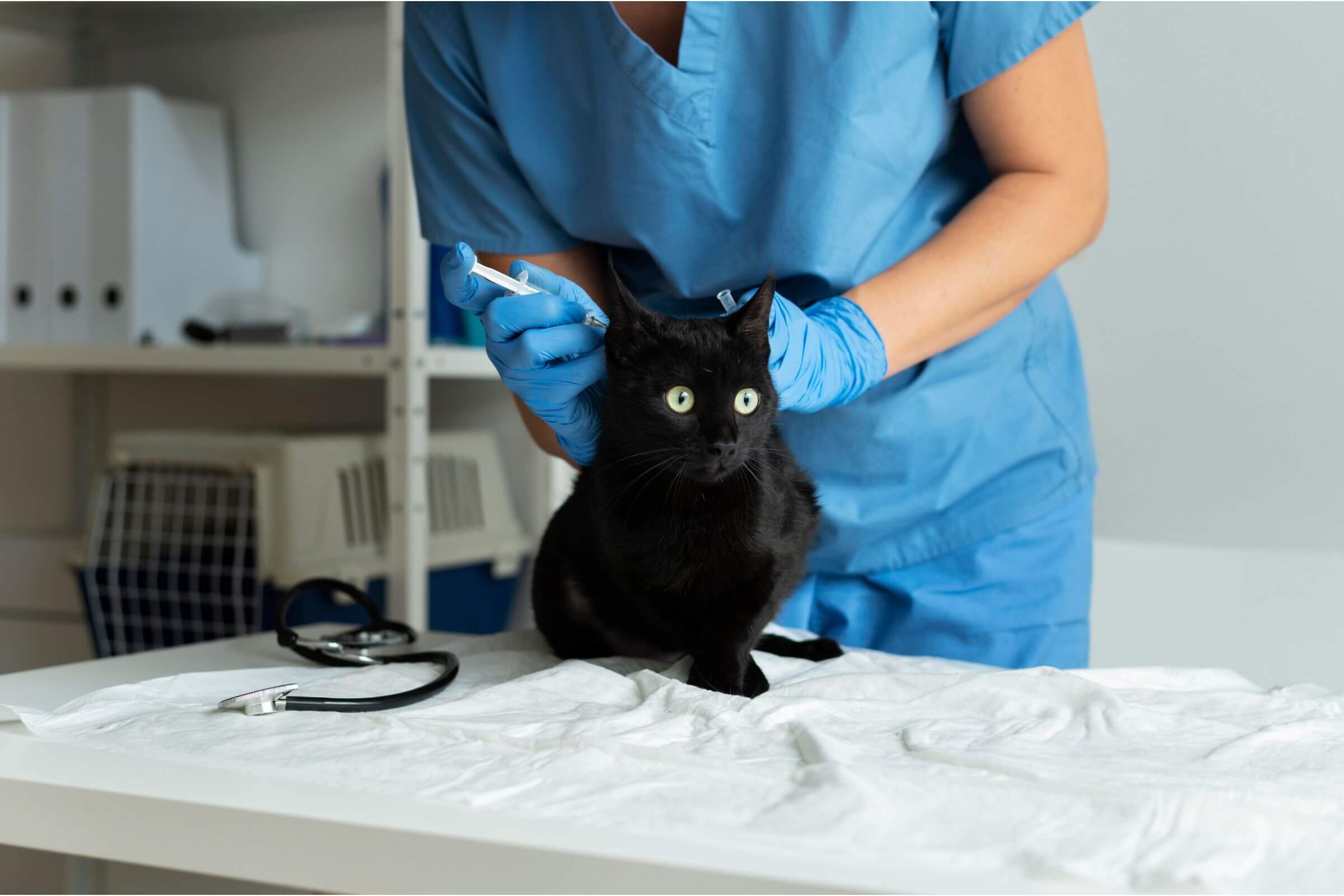 Vacina de Gato Protege Contra FIV? clínica veterinária 24h