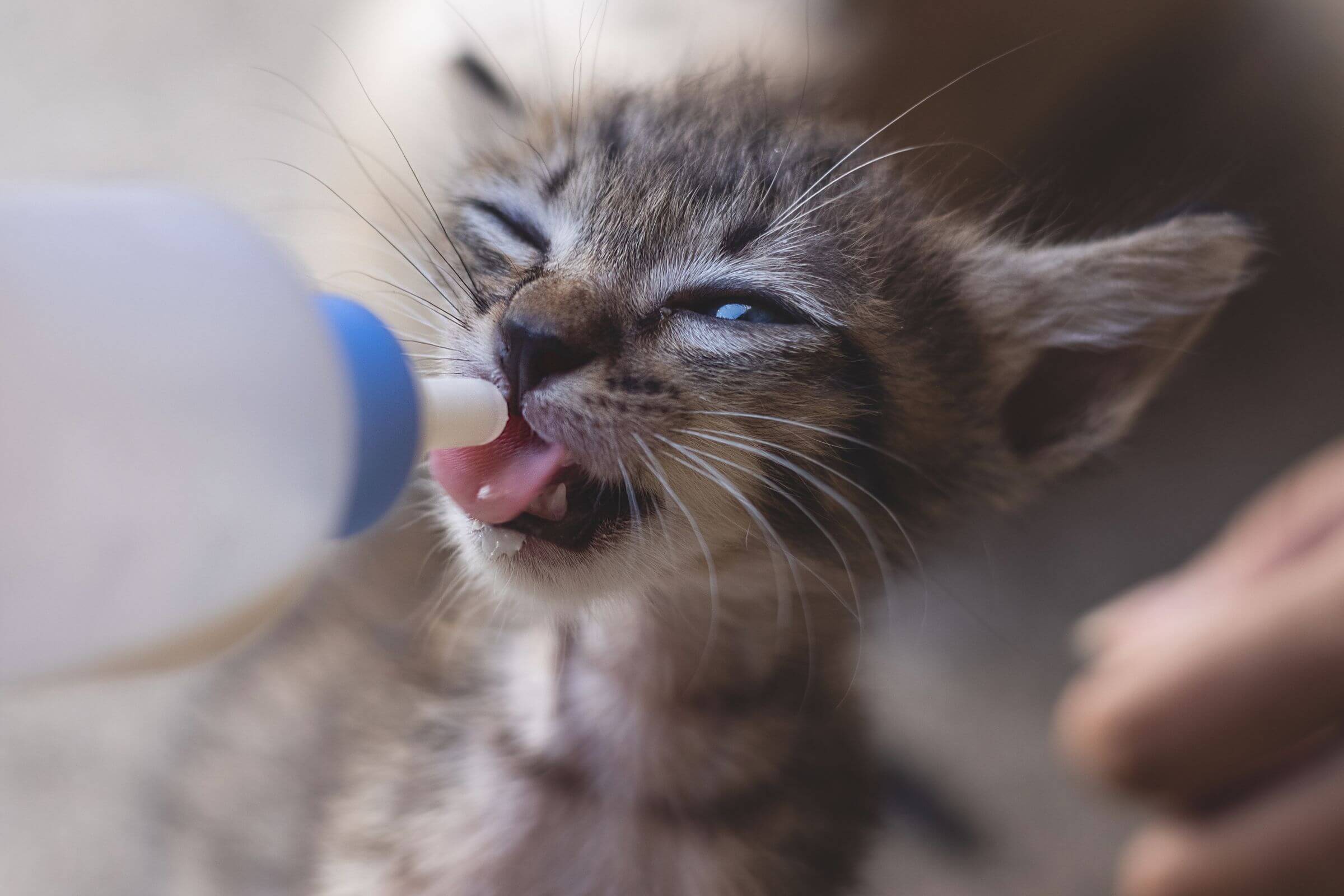 Como Alimentar um Filhote de Gato: Guia Completo, clínica veterinária 24h