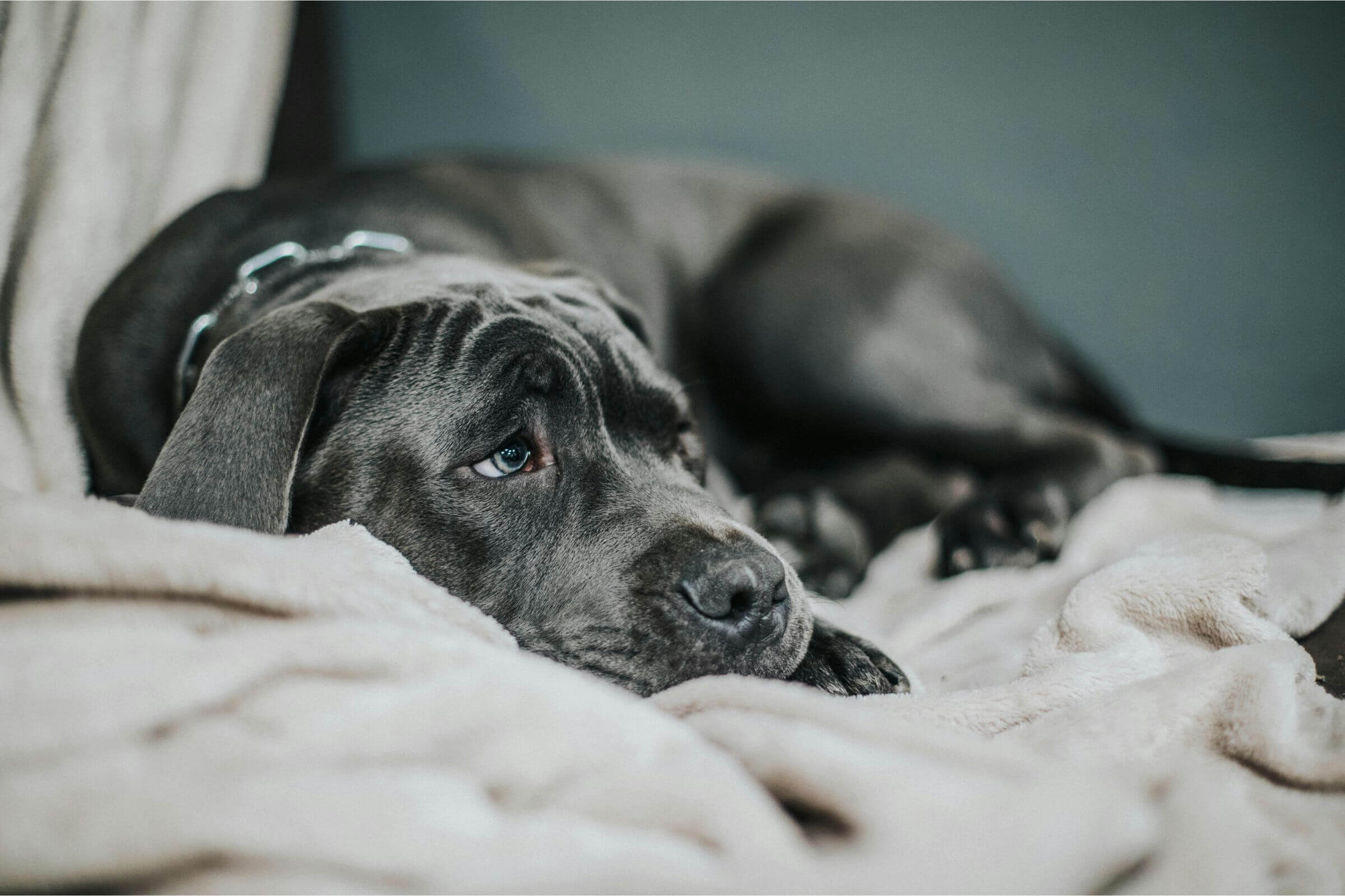 Cachorro com diarreia: O que pode ser? clínica veterinária 24h