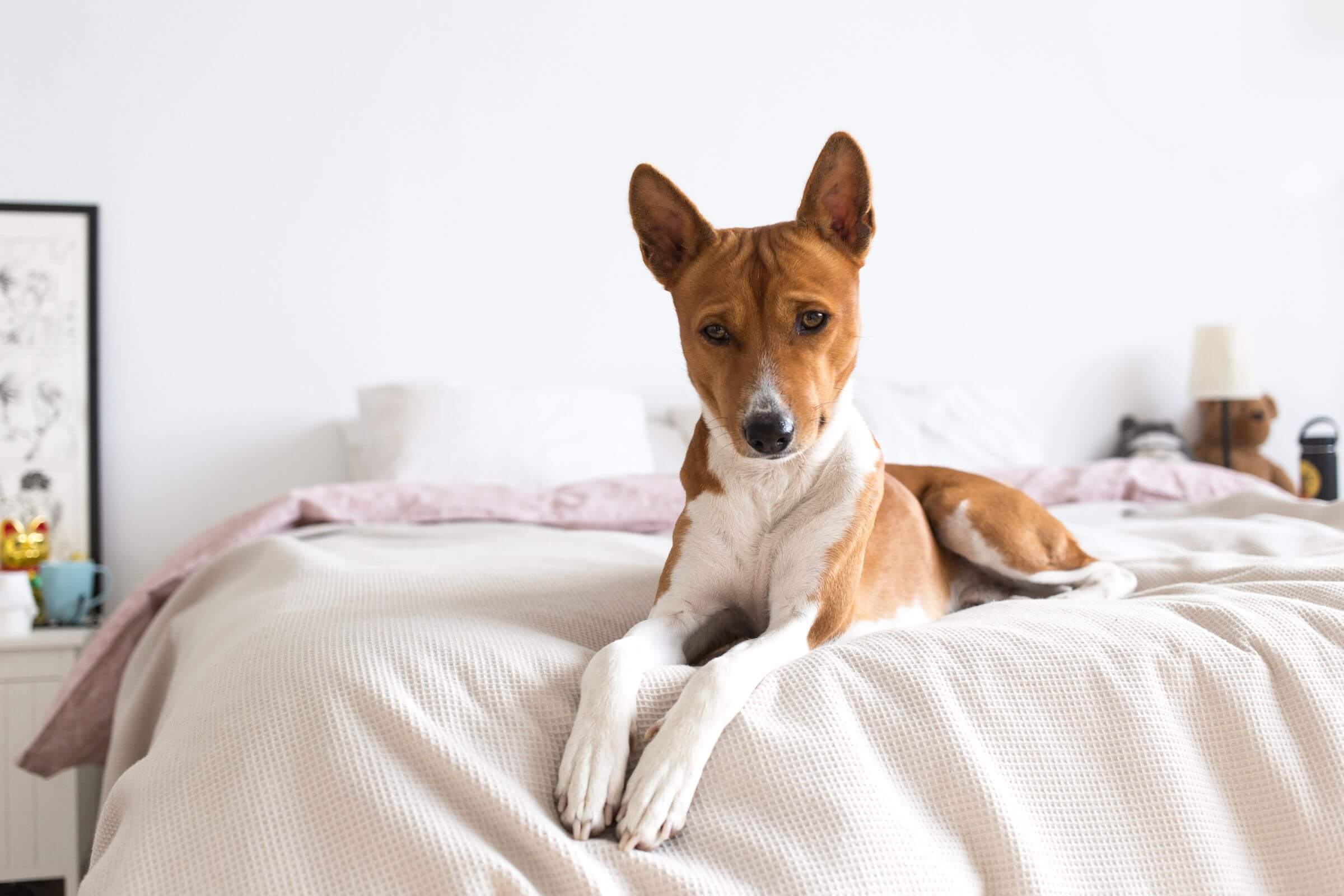 Cachorro de Apartamento Precisa Vacinar? Sim, Veja o Porquê! clínica veterinária 24h