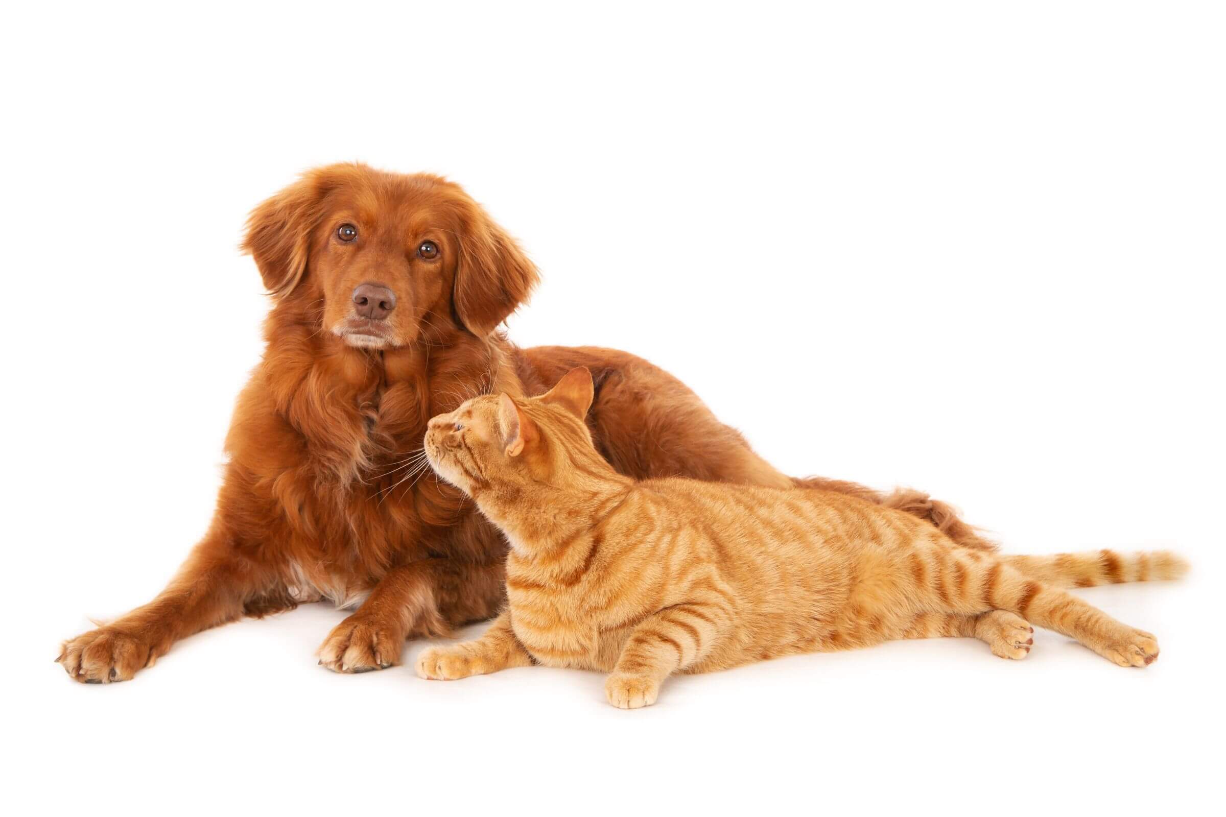 Cão e Gato na Mesma Casa: Cuidados e Adaptações Essenciais, clínica veterinária 24h