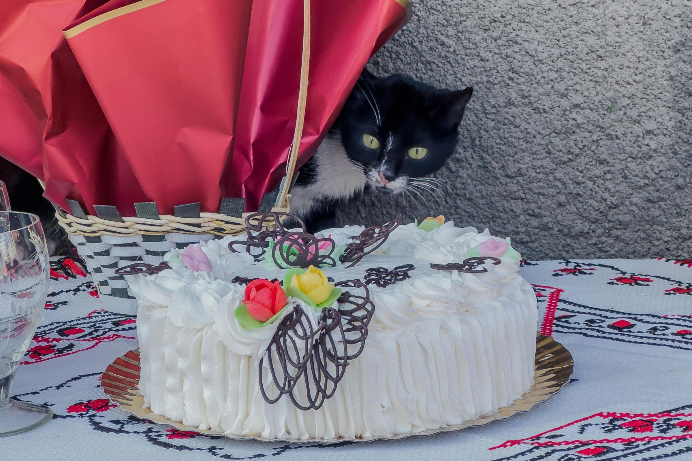 Chocolate para gatos: Quais os riscos? clínica veterinária 24h