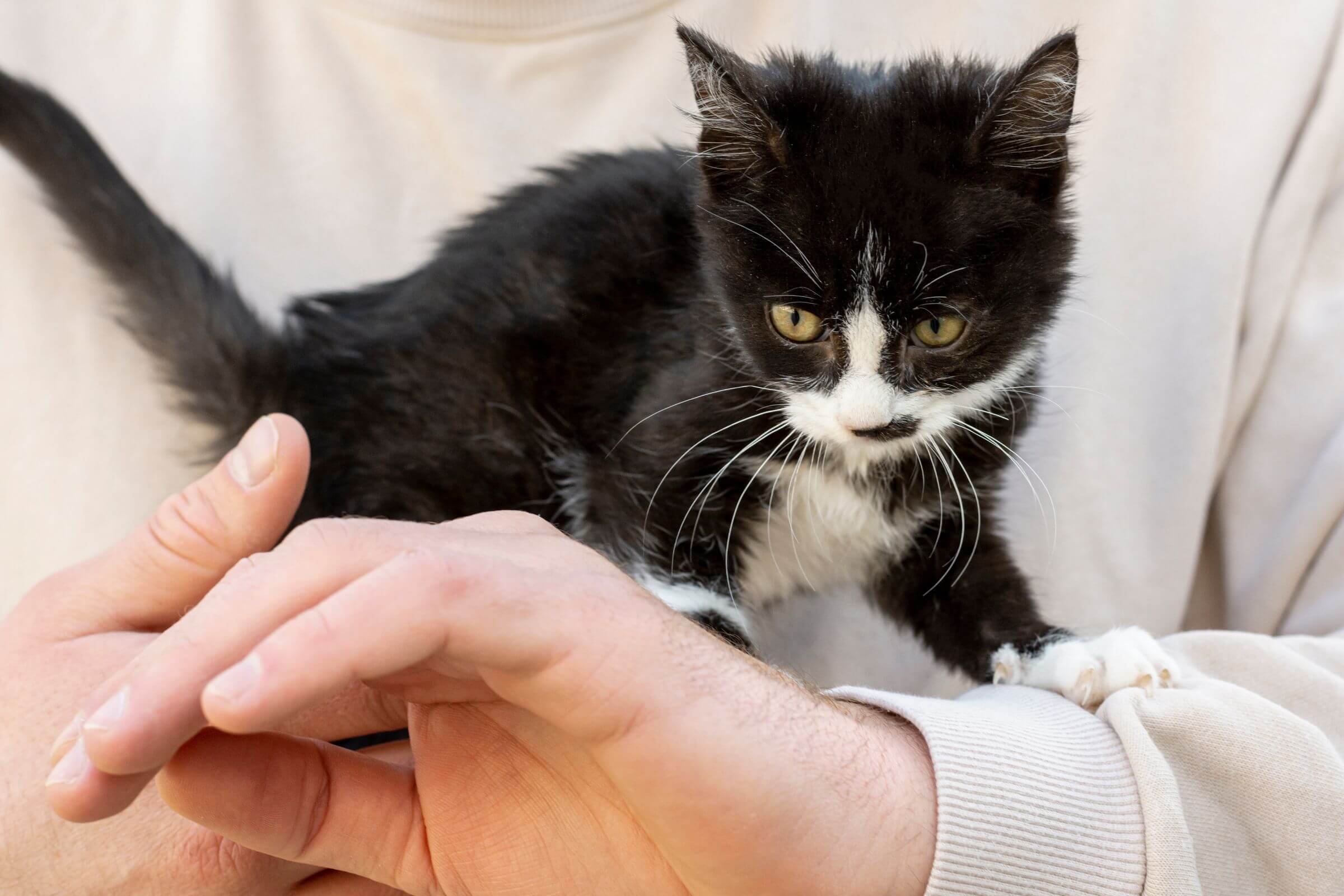 Quantas Doses de Vacina o Gato Filhote Precisa? Guia Completo, clínica veterinária 24h
