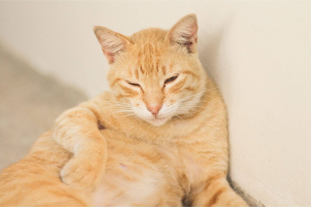 Gata Grávida: Quanto Tempo Dura e Cuidados Essenciais - VetôPet