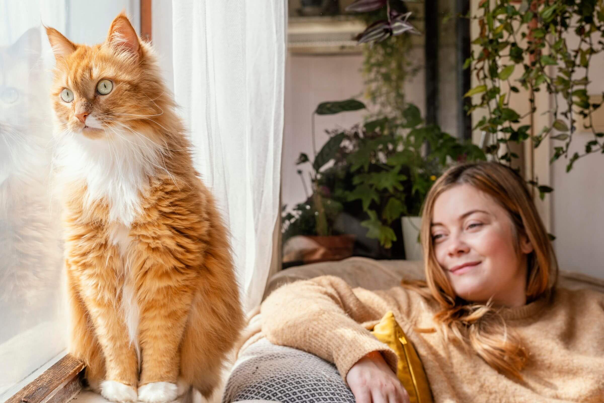 Gato em Apartamento: Cuidados e Indicações Essenciais, clínica veterinária 24h