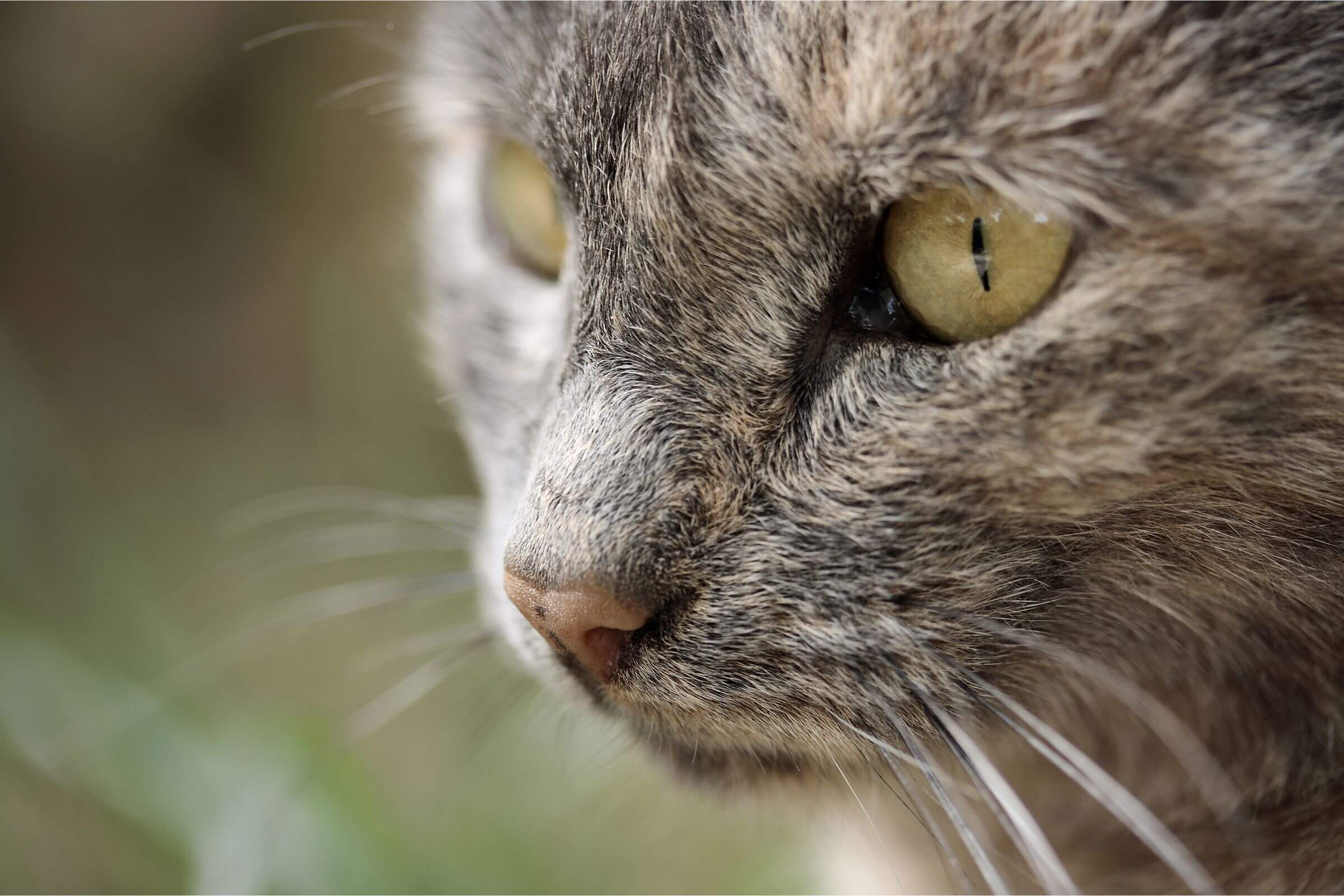 Gato Idoso: 5 Cuidados para Qualidade de Vida, clínica veterinária 24h