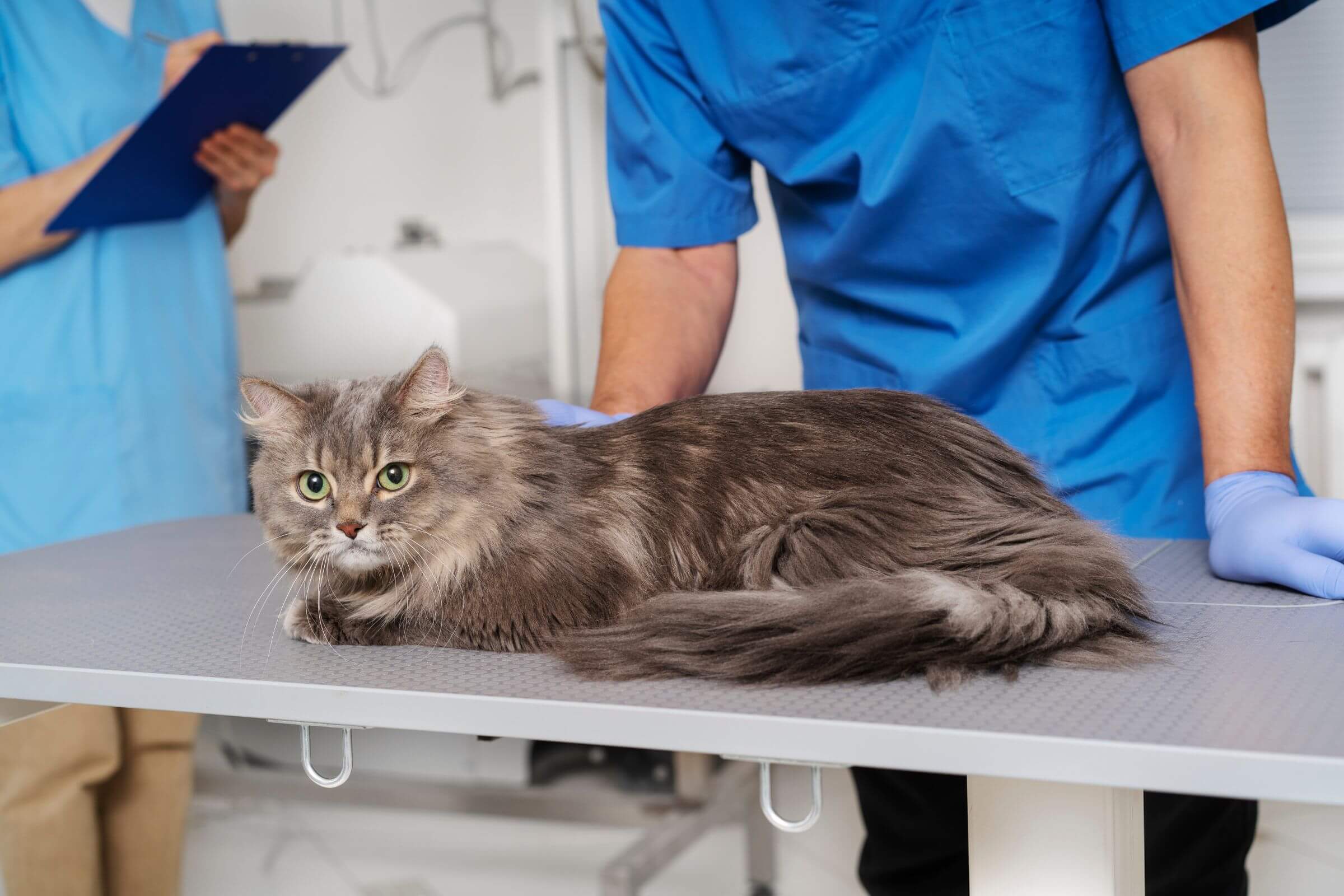 Insuficiência renal em gatos: Como cuidar, clínica veterinária 24h