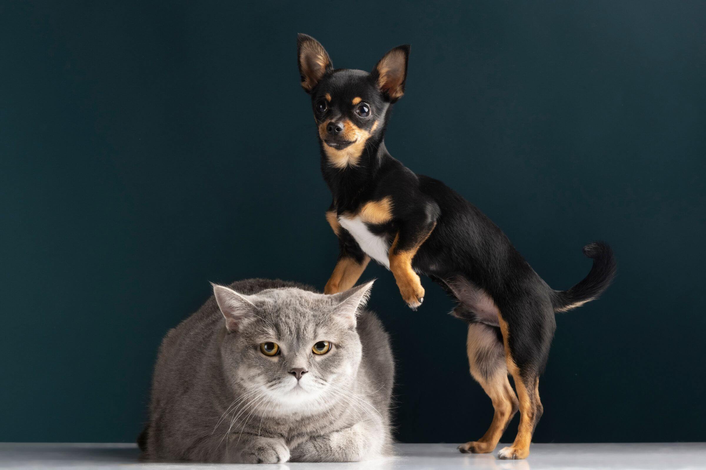 Gato Pode Viver no Mesmo Local que Cachorro? clínica veterinária 24h