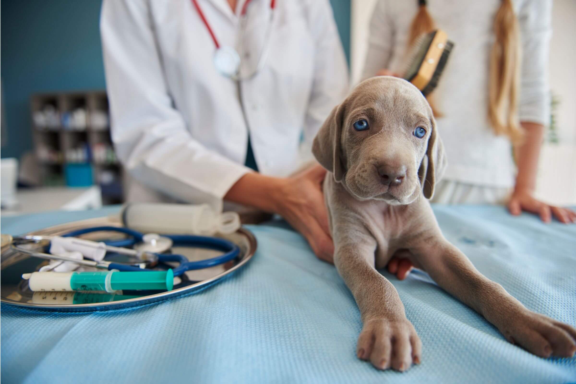 Quanto custa vacina de cachorro filhote em 2025 em Maringá? clínica veterinária 24h