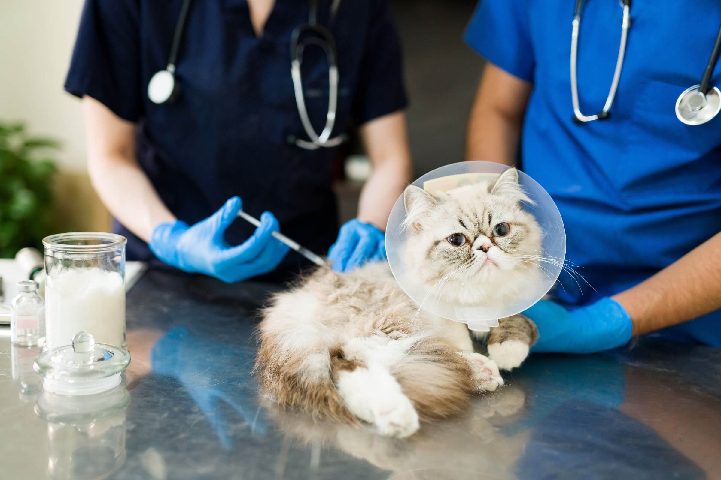 Vacina de Raiva para Gatos: Quando Fazer e Quanto Custa? clínica veterinária 24h