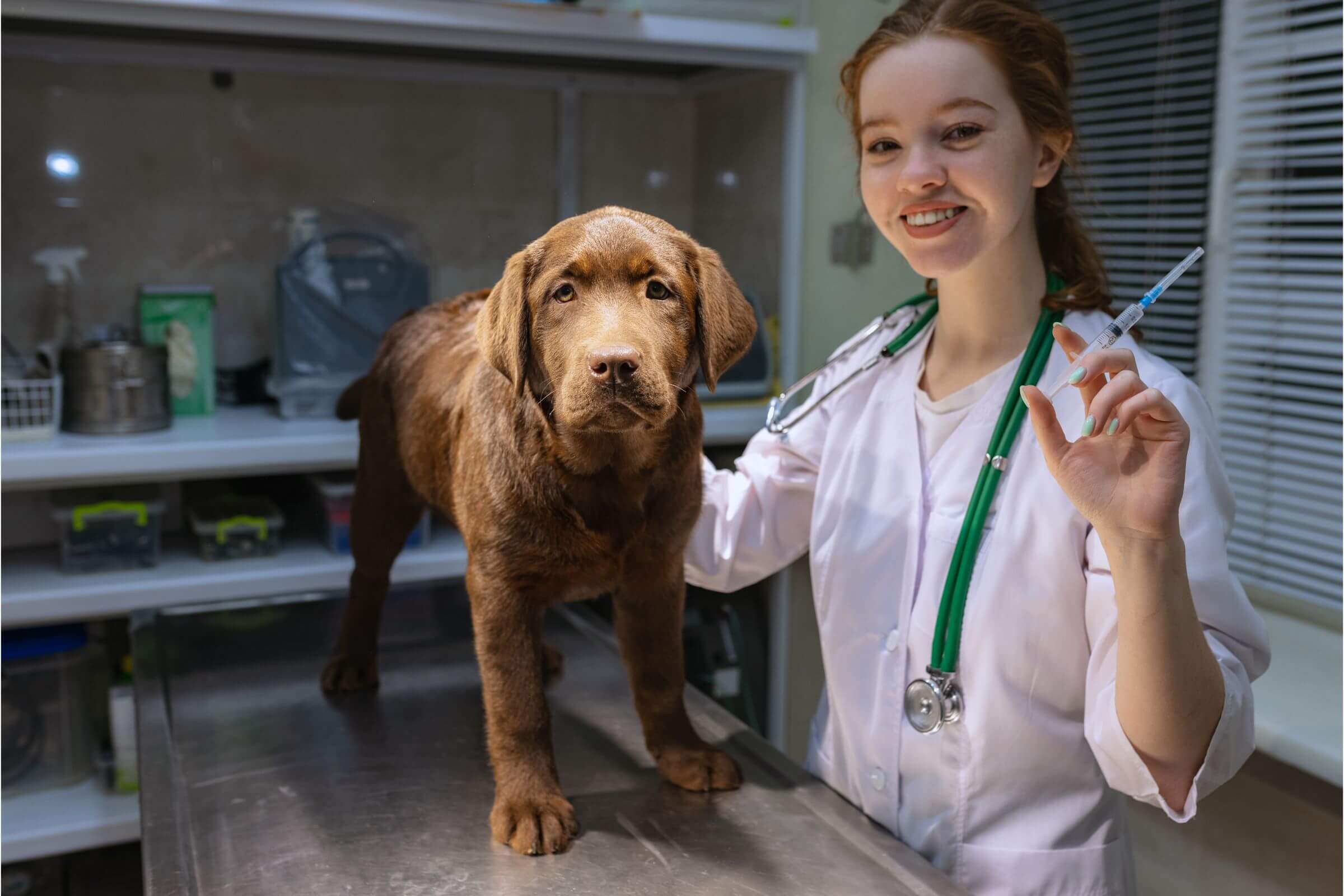 Quanto custa vacinar seu cachorro em 2025 em Maringá? clínica veterinária 24h