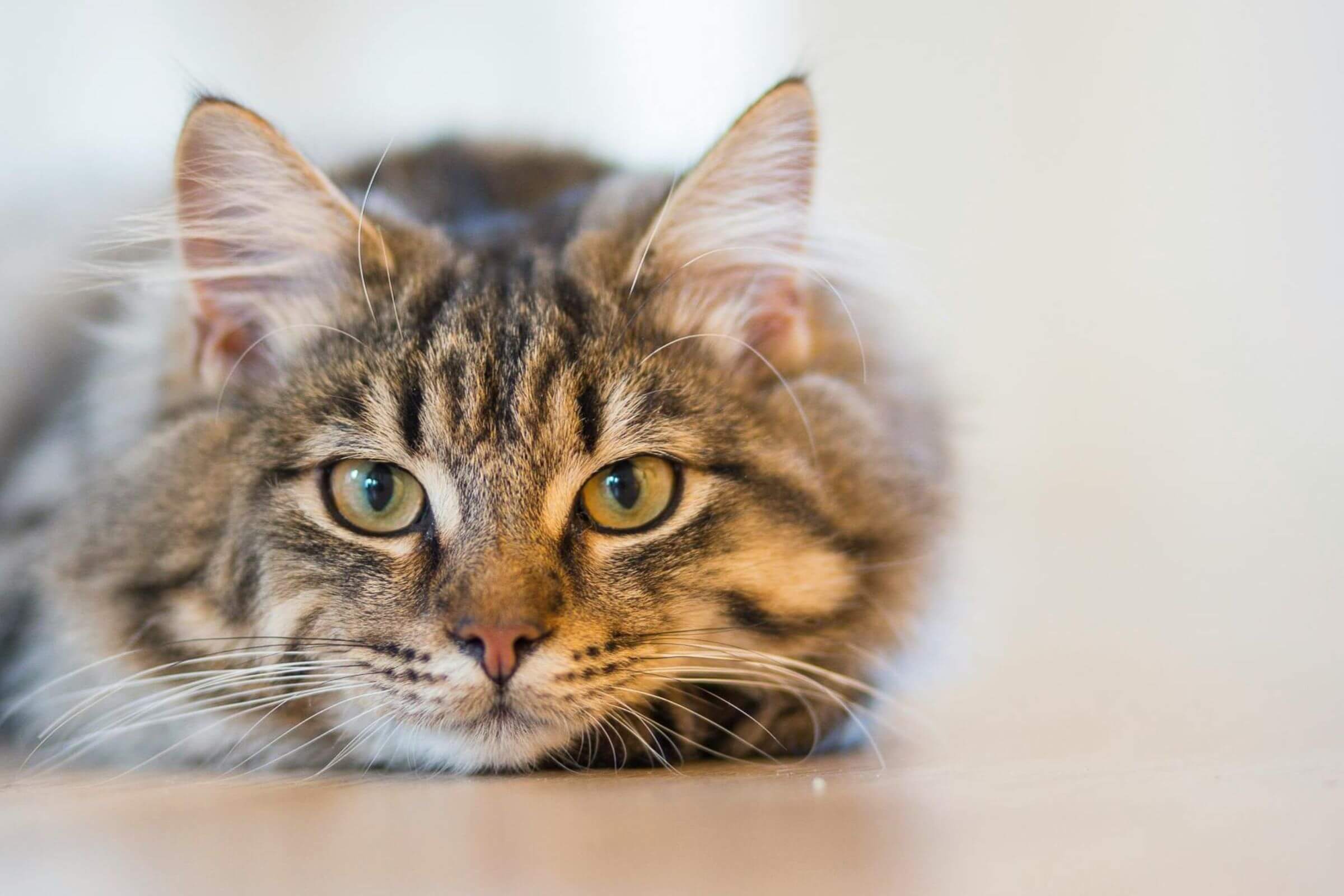 Gato com FIV e FELV: cuidados e expectativa de vida, clínica veterinária 24h