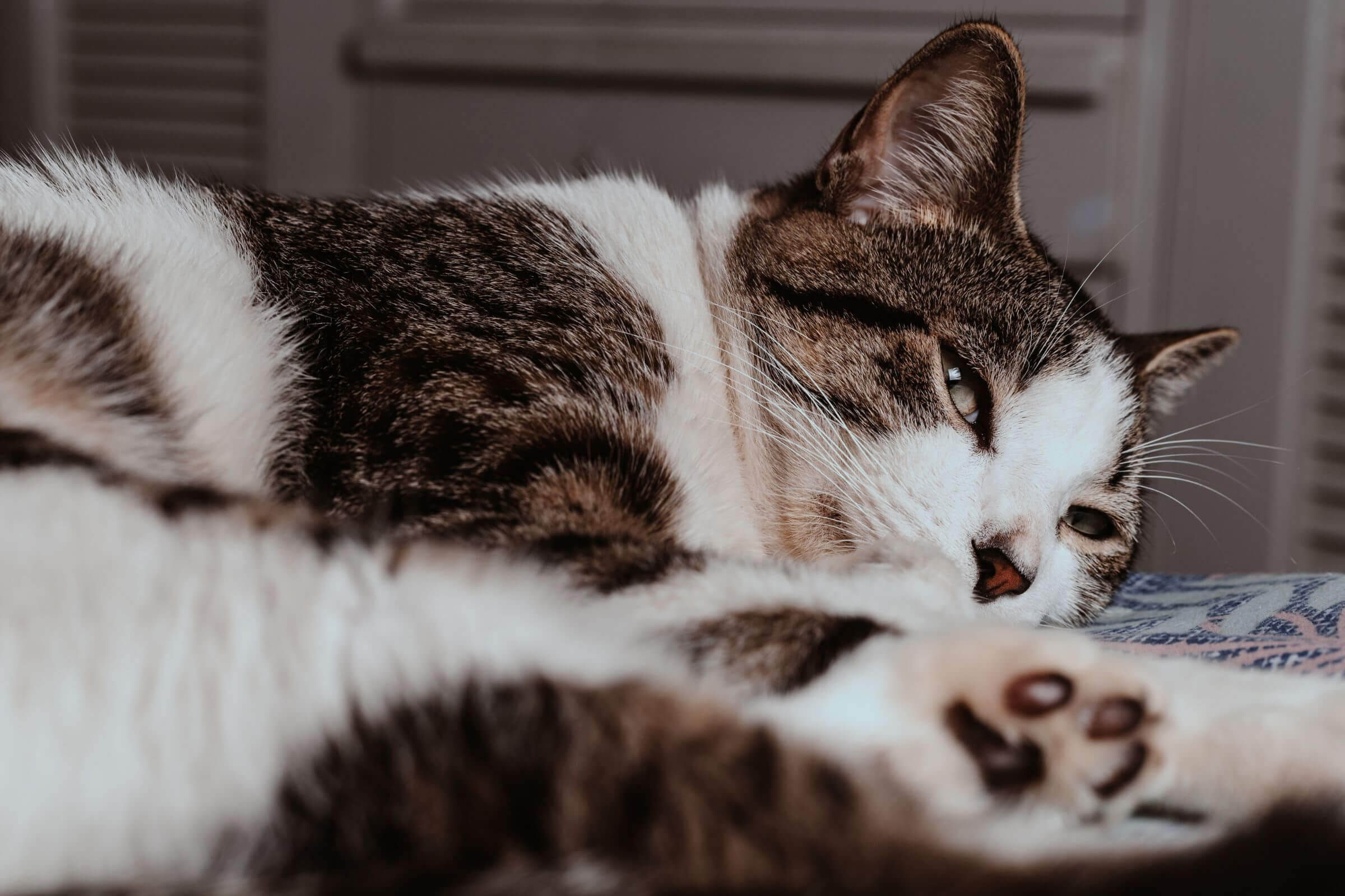 fiv em gatos: Entenda tudo sobre, clínica veterinária 24h