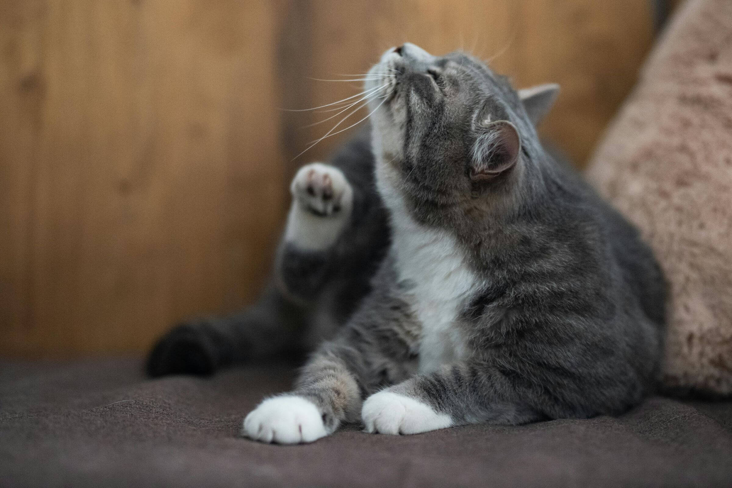 Alergia alimentar em pets: sintomas e como diagnosticar, clínica veterinária 24h